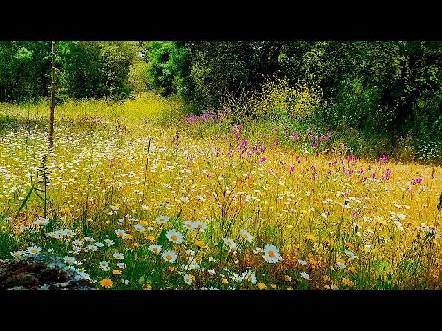 Relaxing Nature Ambience Meditation  8h GOOD MORNING SPRING NATURE THERAPY Meadow Healing Sounds