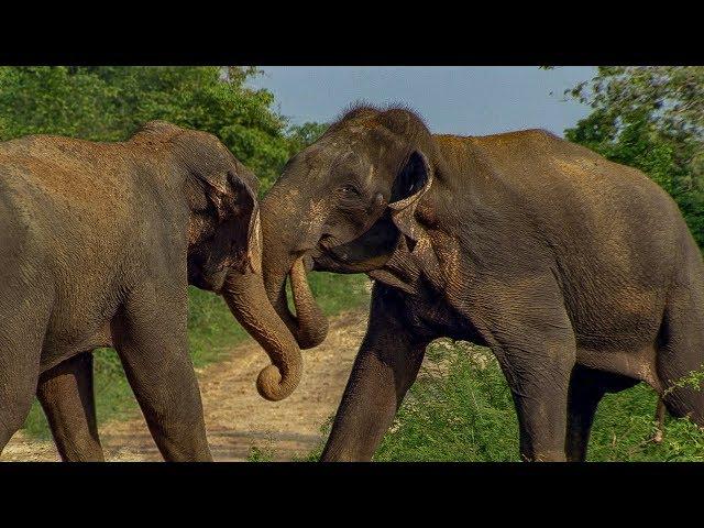 Male Elephants Fight for Dominance! | BBC Earth