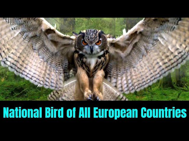 National Bird of All European Countries | Country wise National Birds, Flags & Coat of arms