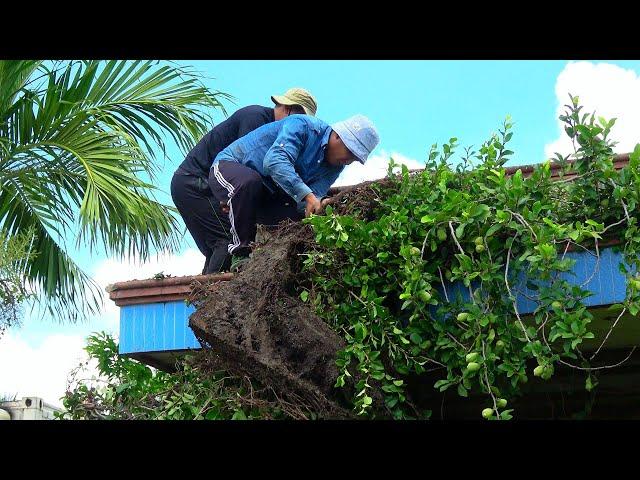 Shock - A Strange Vine Complex Is About to Swallow a House Abandoned for Many Years