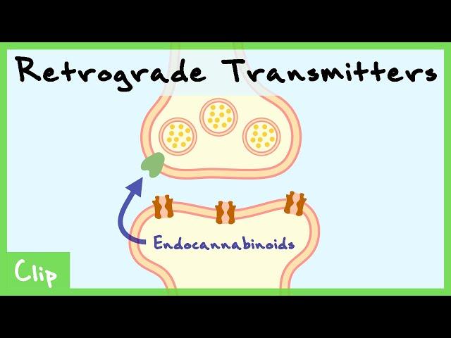 Retrograde Transmitter System Explained (Endocannabinoids & Nitric Oxide) | Clip