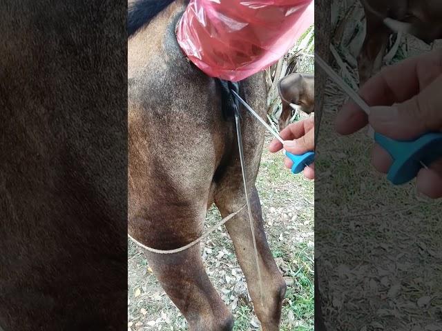 Inseminasi sapi lokal birahi tingkat dewa.