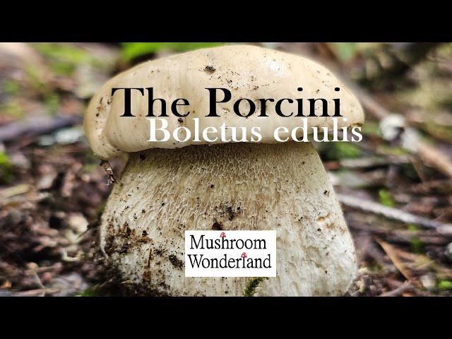 Porcini Mushrooms- Boletus edulis Forage and Cook