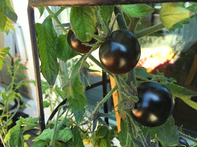 Purple Blue Cherry Tomatoes • Healthy & Tasty - Tips & Tricks 62