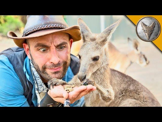 Kangaroo Feeding Time!