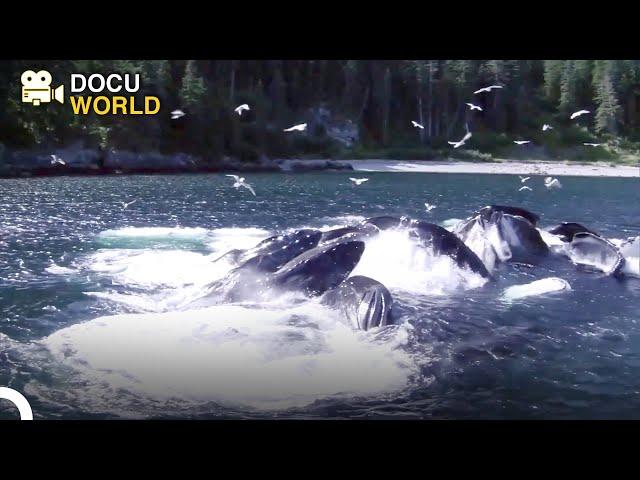 Animal Kingdom Chronicles | Animal Special Forces