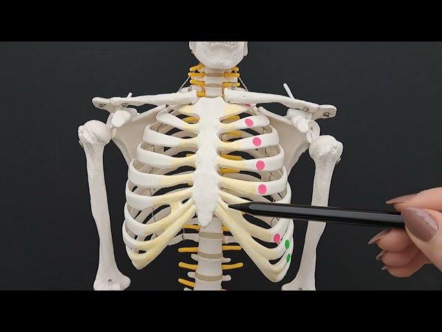 The Bony Thorax - True vs. False Ribs - What is the role of the floating ribs?