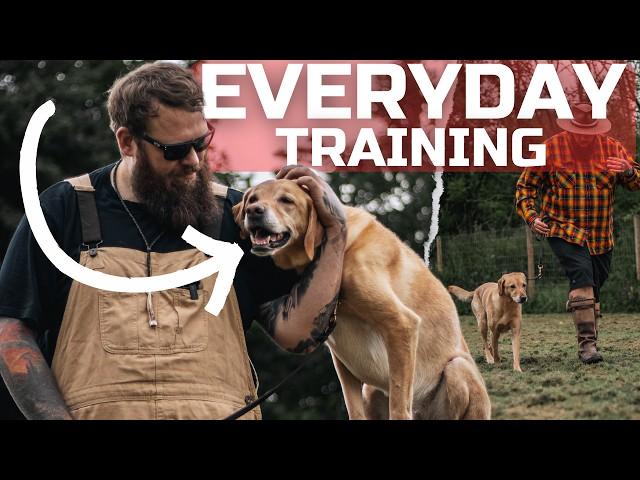 5 TRAINING EXERCISES YOU SHOULD DO WITH YOUR DOG EVERYDAY
