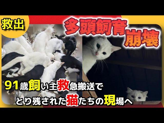 【神戸保護猫】多頭飼育崩壊 91歳の飼い主の緊急搬送で家の中に取り残された猫たちの現場へ