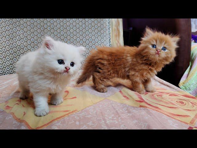 Persian kittens in Hyderabad | white cat doll face Persian kitten