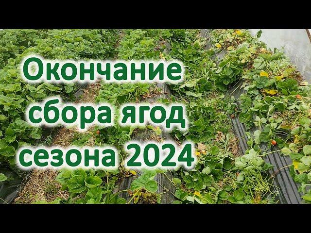 Окончание сбора ягод сезона 2024