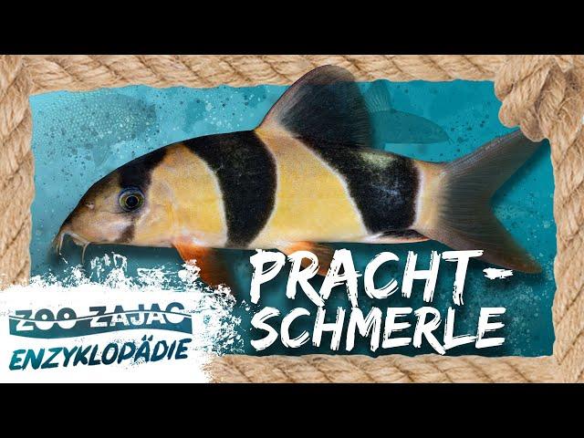 SCHMACHTPERLE? | FISCHENZYKLOPÄDIE | Zoo Zajac