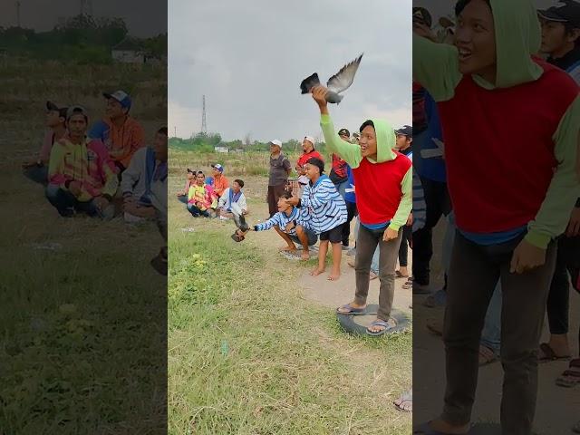 Lomba Jagungan Merpati Balap