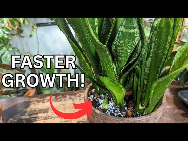 how to get a snake plant to grow quicker and look full