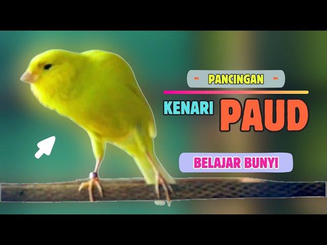 Kenari Belajar BUNYI !!! Suara PANCINGAN Kenari PAUD Belajar BUNYI Ngeriwik || MASTERAN Kenari PAUD