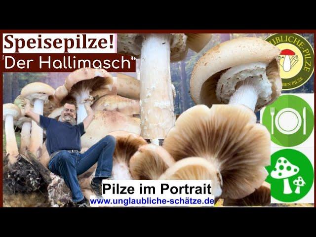 Der "Hallimasch" Speisepilze & Pilz Sammler Wissen im Pilz Portrait - Oktober 2023