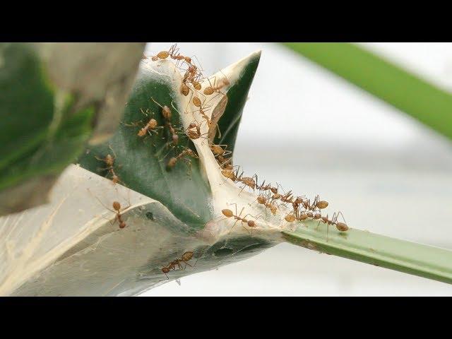 ANTSTORE Weaver Ants - Oecophylla smaragdina and O. longinoda