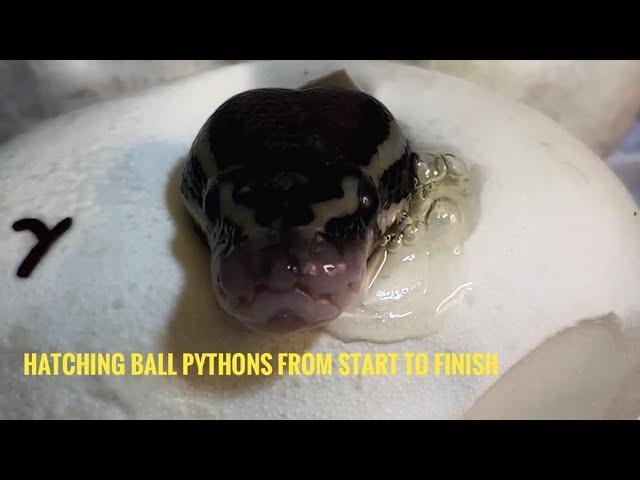 Hatching Ball Pythons From Start To Finish