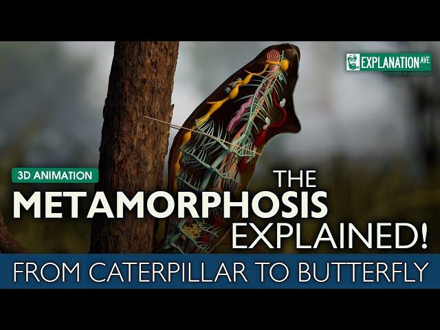 The Metamorphosis Explained - From Caterpillar to Butterfly 