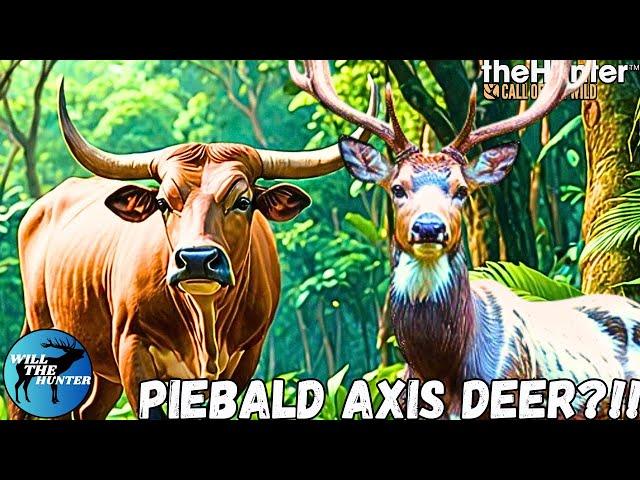 Hunting Banteng Gets Us A Really Cool Rare TheHunter Call Of The Wild