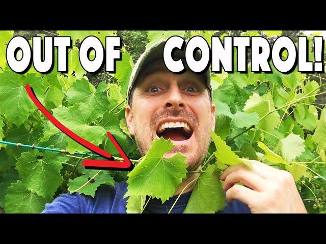 How To Prune Grape Vines On A Pergola Or Trellis And INCREASE Your Fruit Production 5X!