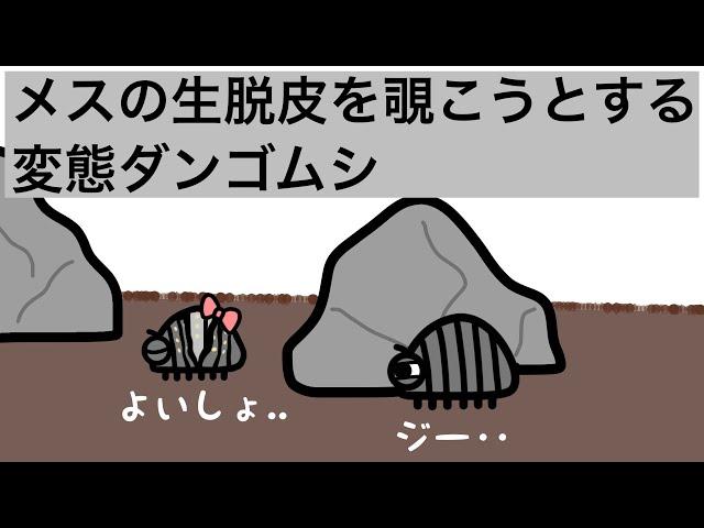 メスの生脱皮を覗こうとするダンゴムシ【アニメ】