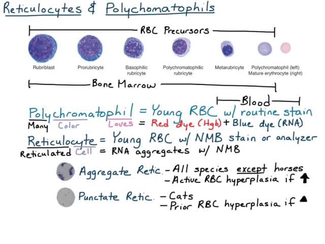 Reticulocytes & Polychromatophils