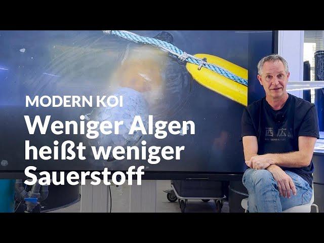 Das sind die Nachteile der Algenvernichtung | Modern Koi Blog #6816