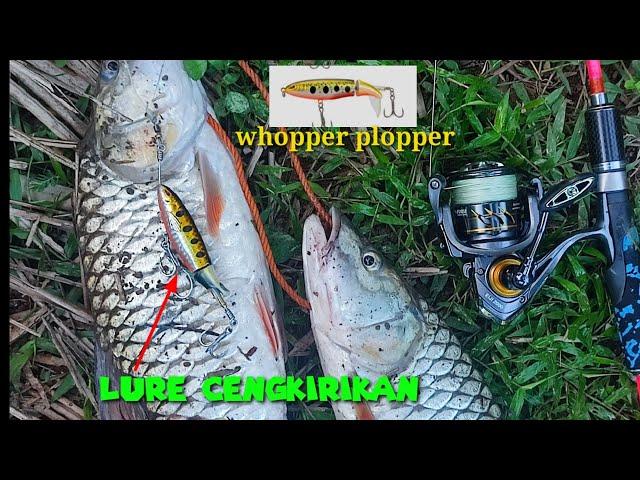 lure ‼️whopper plopper vs hampala 1.495