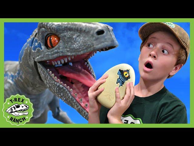 Blue Raptor Surprise Egg Dinosaur Toy! +40 Minutes of T-Rex Ranch Adventures for Kids