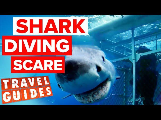 The Guides go shark diving in South Australia | Travel Guides Australia