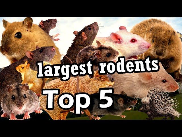 Top 5 largest rodent species in the world