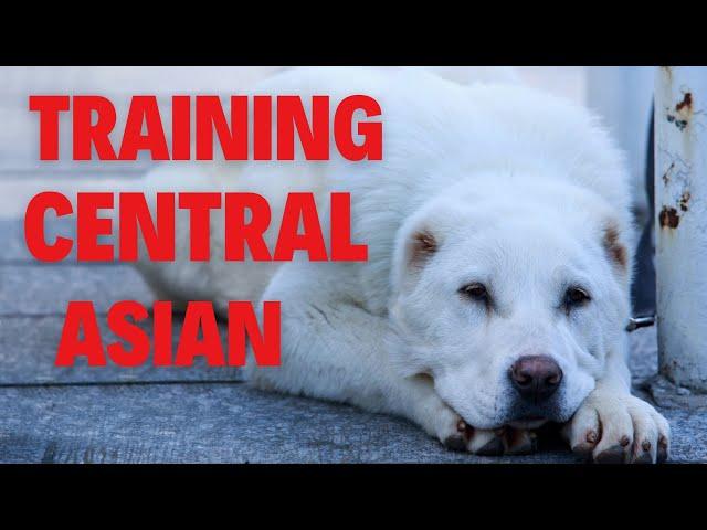 How to Train a Central Asian Shepherd