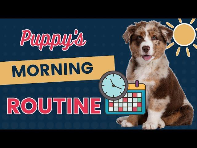 Morning Training Schedule for an 8 week Old Puppy