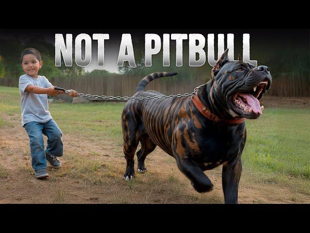 10 Most "Pitbull-like" Dog Breeds