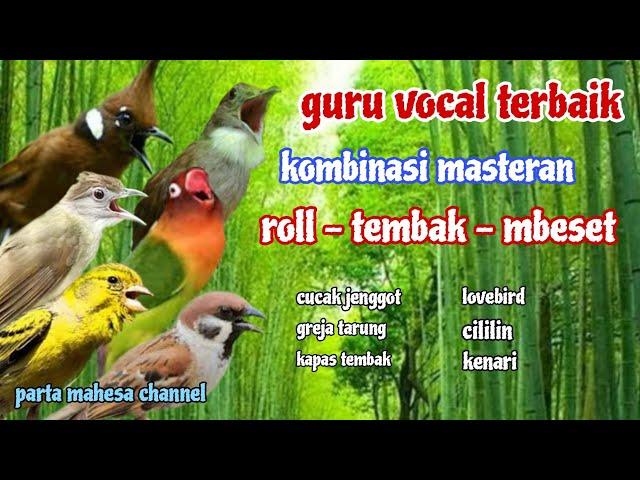 LANGSUNG MONCER MENYALA !! Masteran Kombinasi Tembakan Kasar untuk semua Burung Murai batu-Cucak ijo