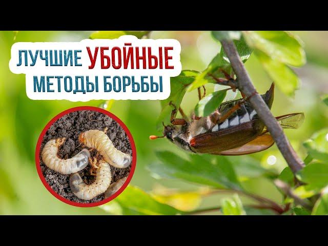 Как бороться с майским жуком? Как уничтожить личинку майского жука