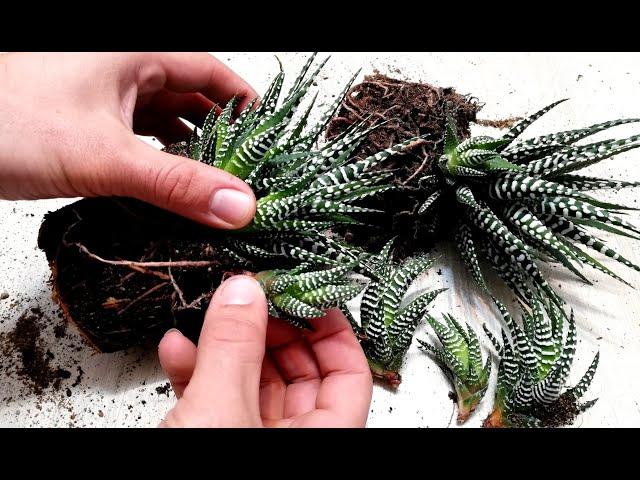 How to grow Baby Haworthia Zebra Plant from cutting very easy