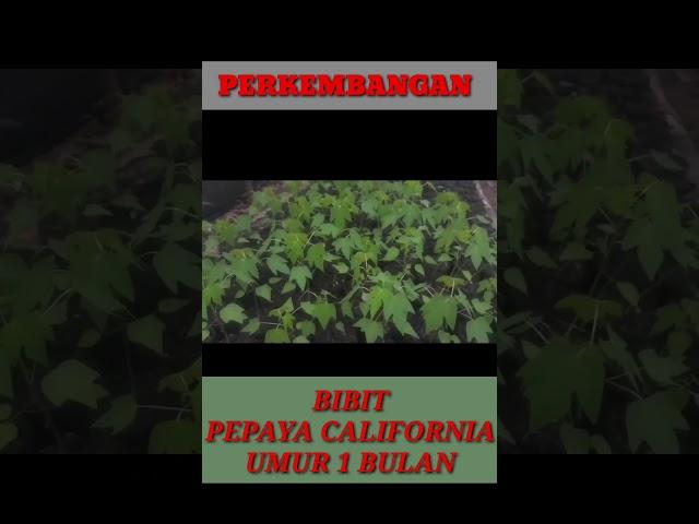 BIBIT PEPAYA CALIFORNIA UMUR 1 BULAN #bibitpepaya #pepayacalifornia