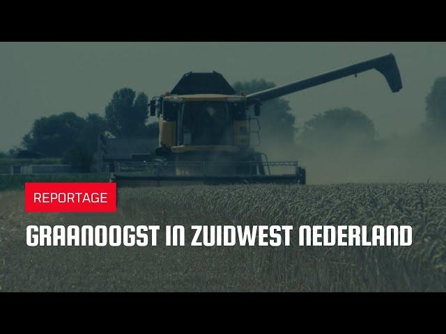 Graanoogst in Zuidwest Nederland