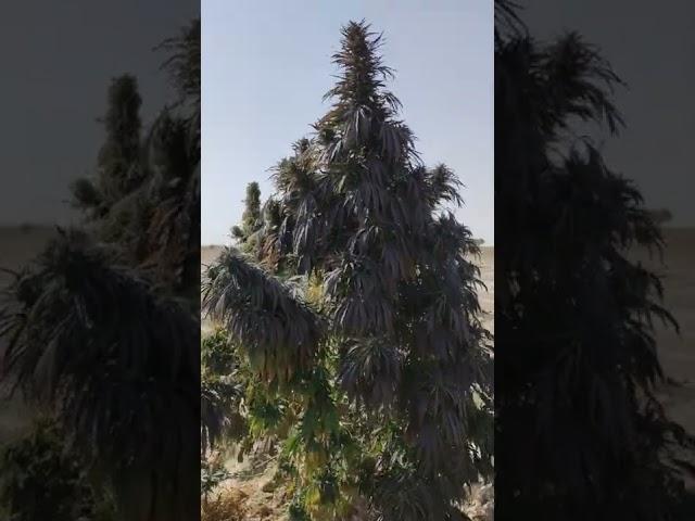 purple og kush plant in afghanistan dagar kakar khorasan