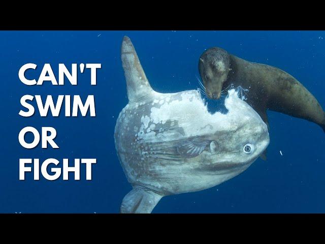 Why Is This Fish Not Extinct? | Ocean Sunfish