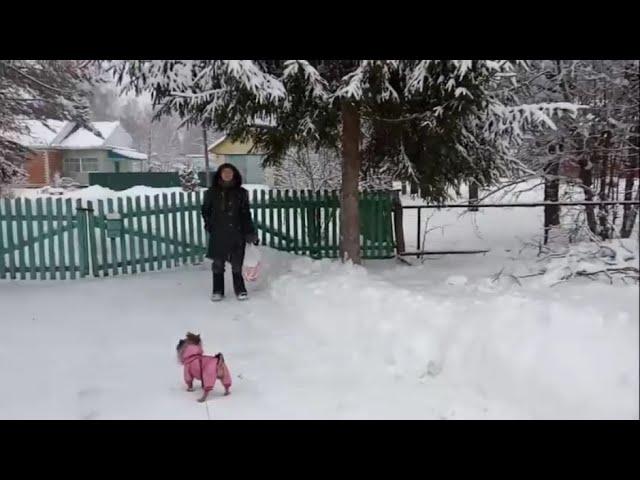 СХОДИЛИ ЗА МЕДОМ. МЕД В СОТАХ. ВИДЕО ЗА ЯНВАРЬ 2018 ГОДА.