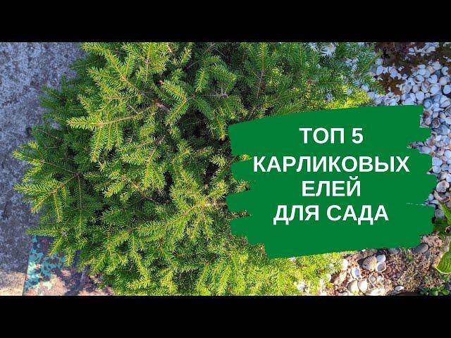 ТОП 5 карликовых елей для сада