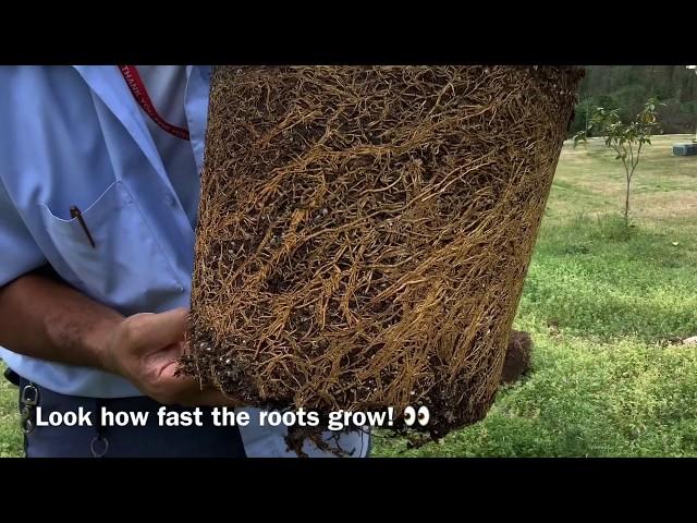 Planting LEMON TREE airlayers in the ground 101