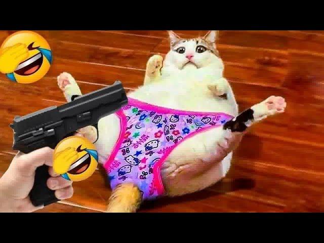 Pets Being Silly: A Compilation of Laughs  Funny Cats Moments 2024 