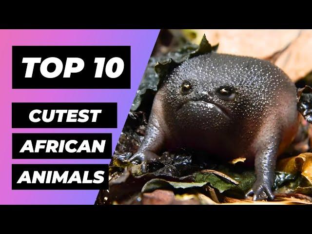 Top 10 CUTEST African Animals! | 1 Minute Animals