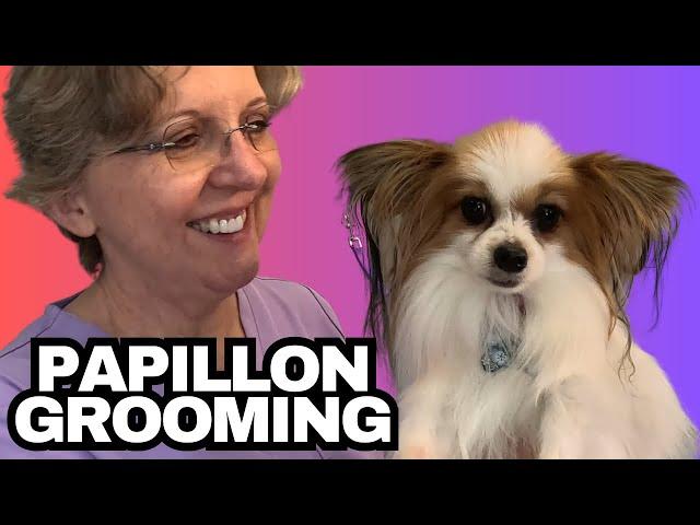 Grooming This Cute Dog | Papillon | Finley