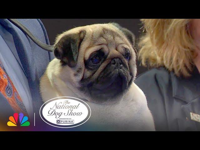 "Vito" the Pug WINS! | 2024 National Dog Show Presented by Purina | NBC