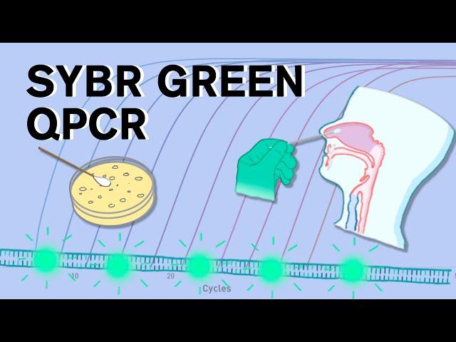 SYBR Green qPCR